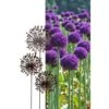 Allium Ø 30 Cm - Decoroest -Thuis Versieren Winkel 1511789124 1 600