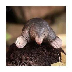 Europese Mol In Lindenhout - Handgemaakt -Thuis Versieren Winkel 1611665886 3 600