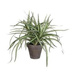 Kunstplant Dracaena In Pot Grijs - 40 × 34 Cm