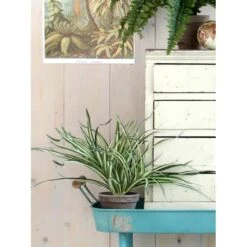 Kunstplant Dracaena In Pot Grijs - 40 × 34 Cm -Thuis Versieren Winkel 1633959074 3 600