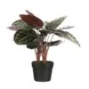 Kunstplant Calathea Roseopicta In Pot - 40 × 60 Cm -Thuis Versieren Winkel 1633960572 1 600