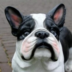 Franse Bulldog Tuinbeeld -Thuis Versieren Winkel franse buldog 1569493561 3 600