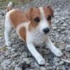 Speelse Jack Russel Levensecht Tuinbeeld -Thuis Versieren Winkel jack russel speels levensecht 1531395380 1 600