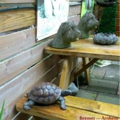 Landschildpad - Levensecht -Thuis Versieren Winkel landschildpad levensecht 1484056222 2 600