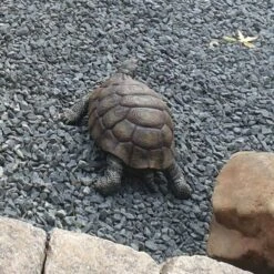 Landschildpad - Levensecht -Thuis Versieren Winkel landschildpad levensecht 1570954879 1 600