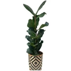 Mand Greece Zwart Naturel - Set Van 3 Stuks -Thuis Versieren Winkel mand greece zwart naturel 1612447409 1 600