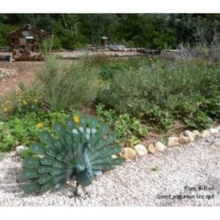 Pauw Trotse Staart -Thuis Versieren Winkel pauw trotse tuindecoratie 1484056142 2 600