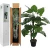 Kunstplant Taro 120 Cm -Thuis Versieren Winkel taro in pot 70 x 120 cm 1539337029 1 600