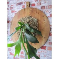 Veenmos Nieuw-Zeeland -Thuis Versieren Winkel veenmos nieuwzeeland 1555569849 1 600